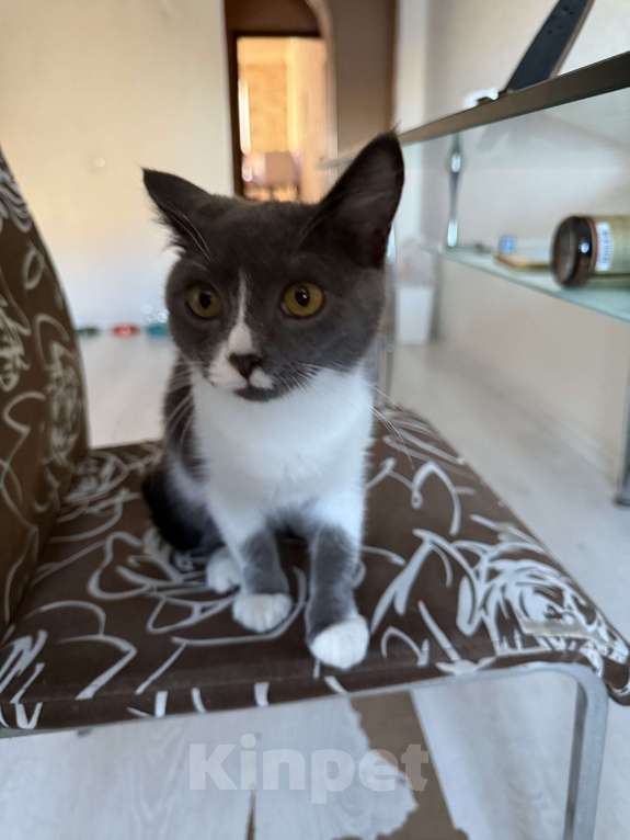 Кошки в Ставрополе: Мальчики пушистики Мальчик, 10 руб. - фото 3