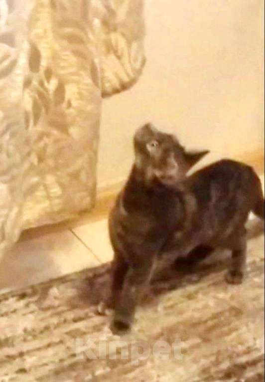 Кошки в Москве: Удивительная кошка египтянка! Девочка, Бесплатно - фото 7