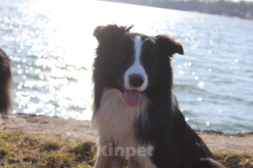 Собаки в других городах Ленинградской области: Бодер-Колли Мальчик, Бесплатно - фото 3