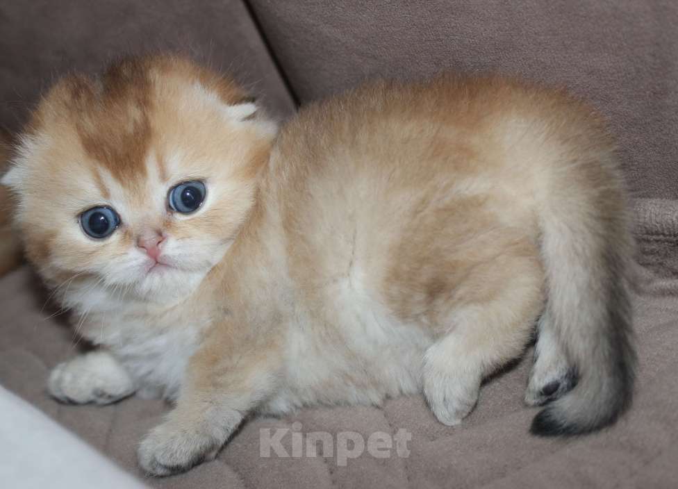 Кошки в Москве: Шотландские вислоухие котята Мальчик, 35 000 руб. - фото 2