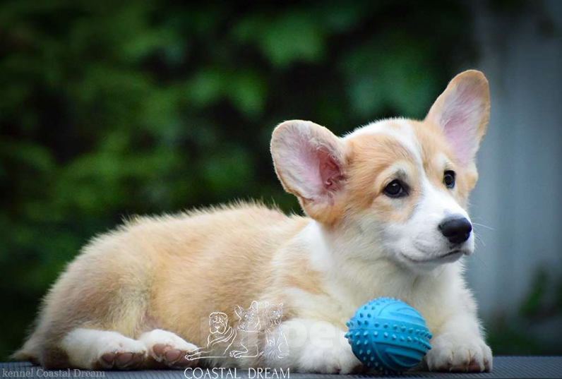 Собаки в Москве: Вельш корги пемброк (мальчик) Мальчик, 40 000 руб. - фото 3
