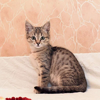 Объявление: Ручной и ласковый котенок Серафима в добрые руки, Бесплатно, Москва