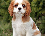 Собаки в Химках: Кавалер кинг Чарльз спаниель  Мальчик, 60 000 руб. - фото 2