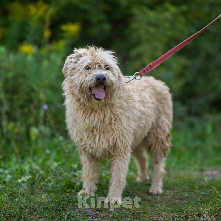 Собаки в Москве: Кукла Девочка, Бесплатно - фото 2