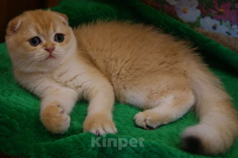 Кошки в Москве: Золотая вислоухая девочка Девочка, 35 000 руб. - фото 4