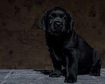 Собаки в Пушкино: Щенки Лабрадора Мальчик, 60 000 руб. - фото 2