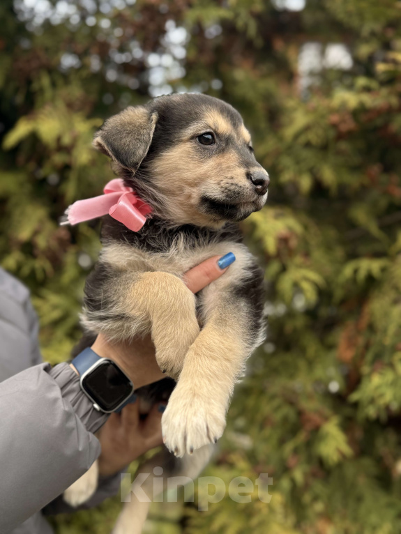 Собаки в Красногорске: Красивый щенок девочка с красивым именем Рози ищет хозяина Девочка, Бесплатно - фото 6