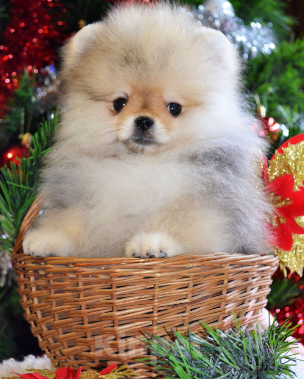 Собаки в Бийске: Щенки померанского щенка Мальчик, 40 000 руб. - фото 4