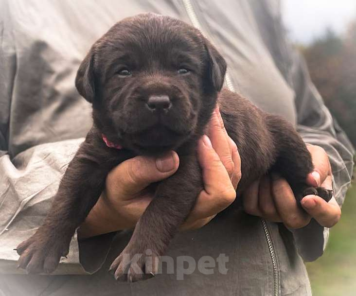 Собаки в других городах Московской области: Коричневые и чёрные щенки Лабрадора Девочка, 90 000 руб. - фото 2