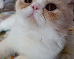 Кошки в Болхове: Персидский котёнок (экзот), 15 000 руб. - фото 7