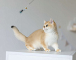 Кошки в Москве: Британские котята золотого окраса Мальчик, 55 000 руб. - фото 3