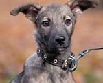 Собаки в Москве: Домашний щеночек в добрые руки Мальчик, Бесплатно - фото 1