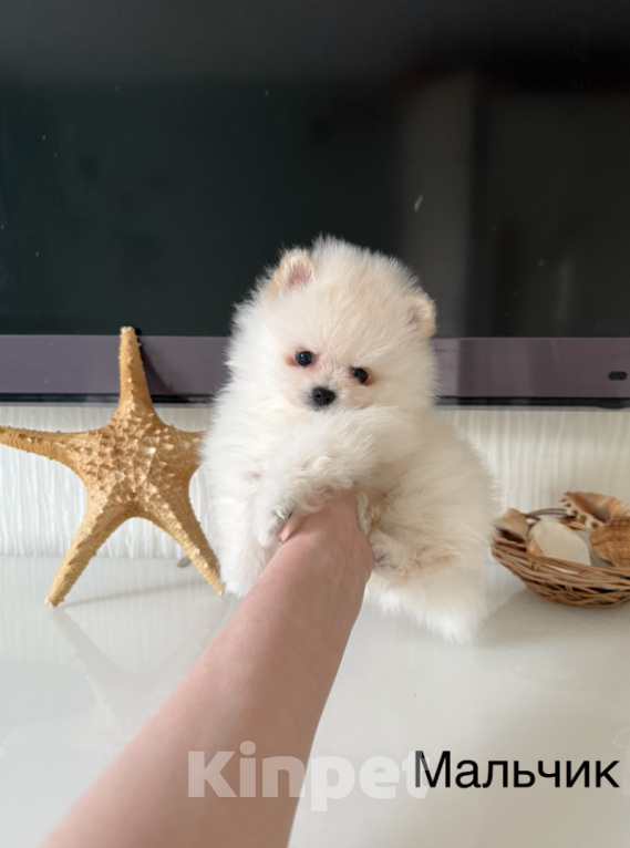 Собаки в Москве: Мальчик Мальчик, 25 000 руб. - фото 1