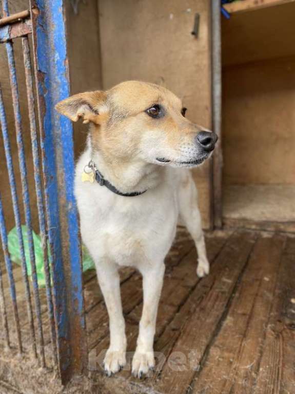 Собаки в Москве: Заберите меня из приюта! Я жду этого всю свою жизнь… ( Девочка, Бесплатно - фото 4