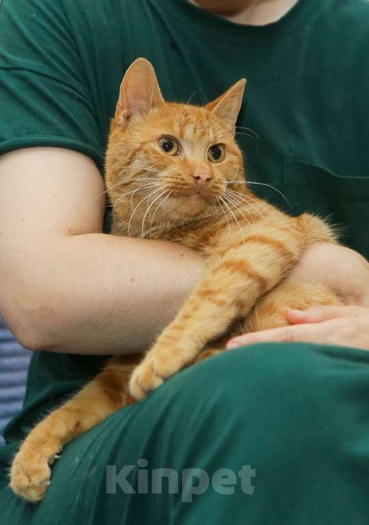 Кошки в Санкт-Петербурге: Шикарный рыжий Крашик в добрые ручки Мальчик, Бесплатно - фото 4