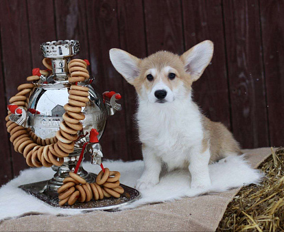 Вельш Корги Пемброк Дольче Вита