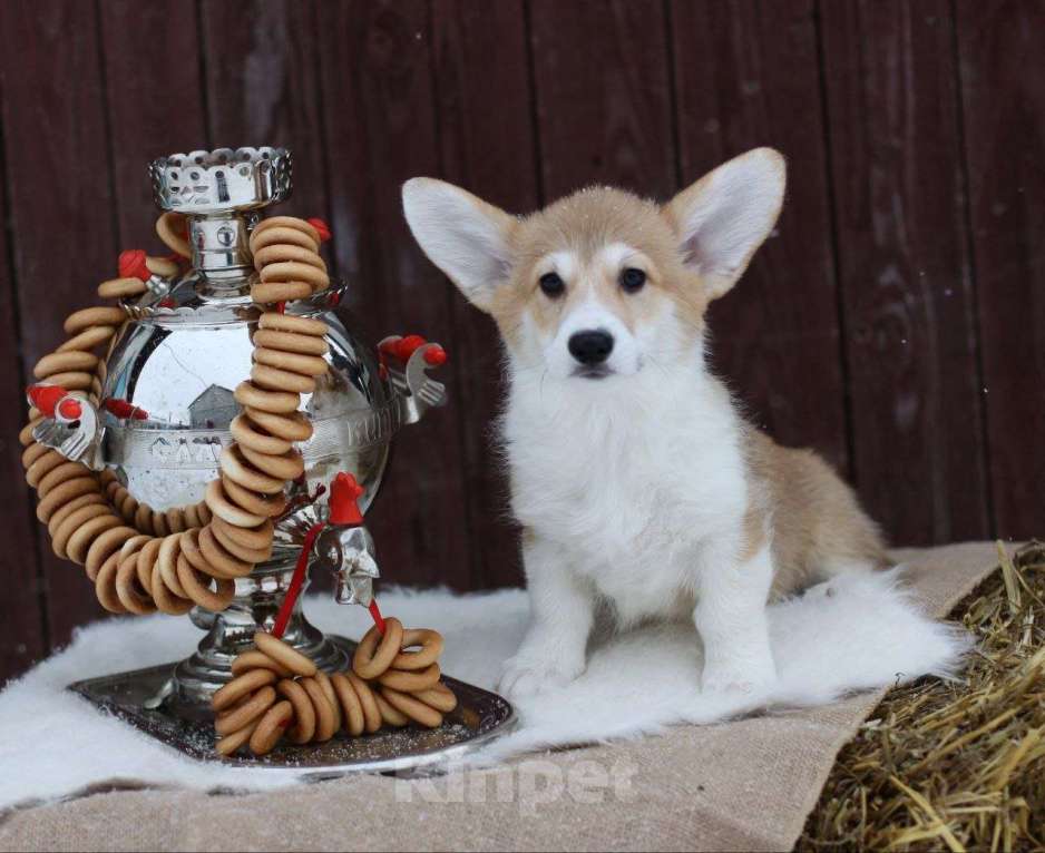 Собаки в Тольятти: Вельш Корги Пемброк Дольче Вита Девочка, 60 000 руб. - фото 1