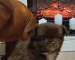 Собаки в Омске: FERDINAND PORSCHE CHOCOLATE BRUTAL ФЕРДИНАНД ПОРШЕ ШОКОЛАДНЫЙ БРУТАЛ Мальчик, 43 000 руб. - фото 6