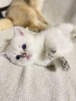 Шотландский котенок