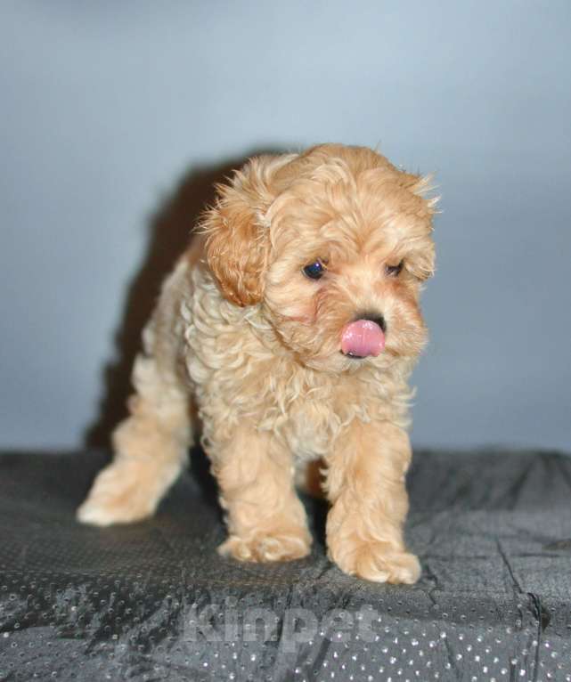 Собаки в других городах Свердловской области: мальтипу F1 мини, карамельный мальчик   Мальчик, 100 000 руб. - фото 4