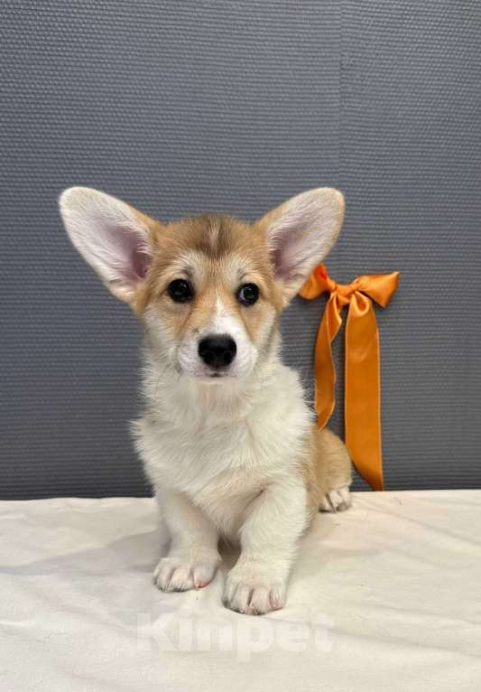 Собаки в Кургане: Щенок вельш корги пемброк, сука Девочка, 50 000 руб. - фото 1