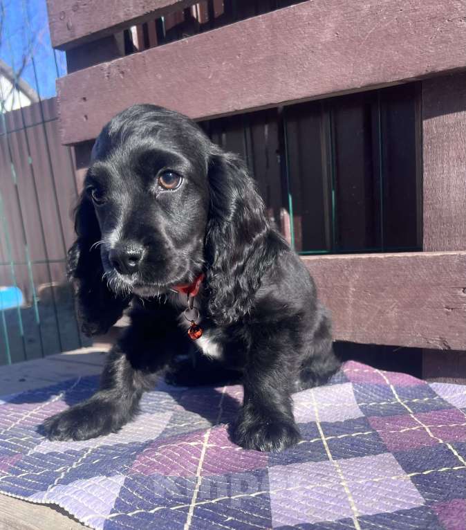 Собаки в других городах Ставропольского края: Английский Кокер спаниель Девочка, 20 000 руб. - фото 5