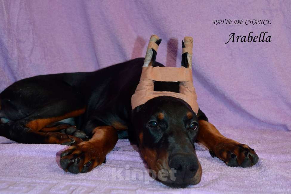 Собаки в Санкт-Петербурге: Щенок добермана Арабелла Девочка, 80 000 руб. - фото 4