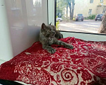 Кошки в Калуге: Котенок Девочка, Бесплатно - фото 2