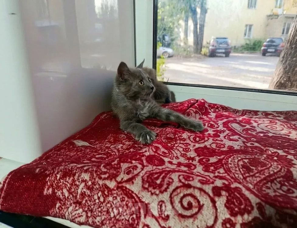 Кошки в Калуге: Котенок Девочка, Бесплатно - фото 2