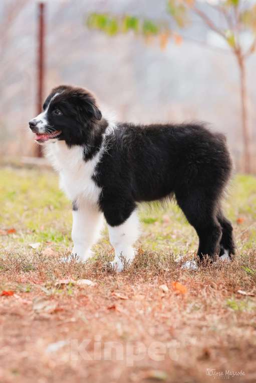 Собаки в Саратове: Австралийская овчарка Мальчик, 40 000 руб. - фото 6