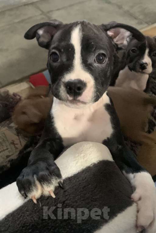 Собаки в Новосибирске: Юла  Девочка, 20 000 руб. - фото 2