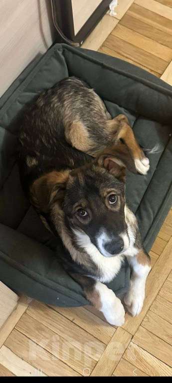 Собаки в Москве: Шикарный малыш (метис Якутской лайки) в поисках своих любящих родителей! Мальчик, Бесплатно - фото 1