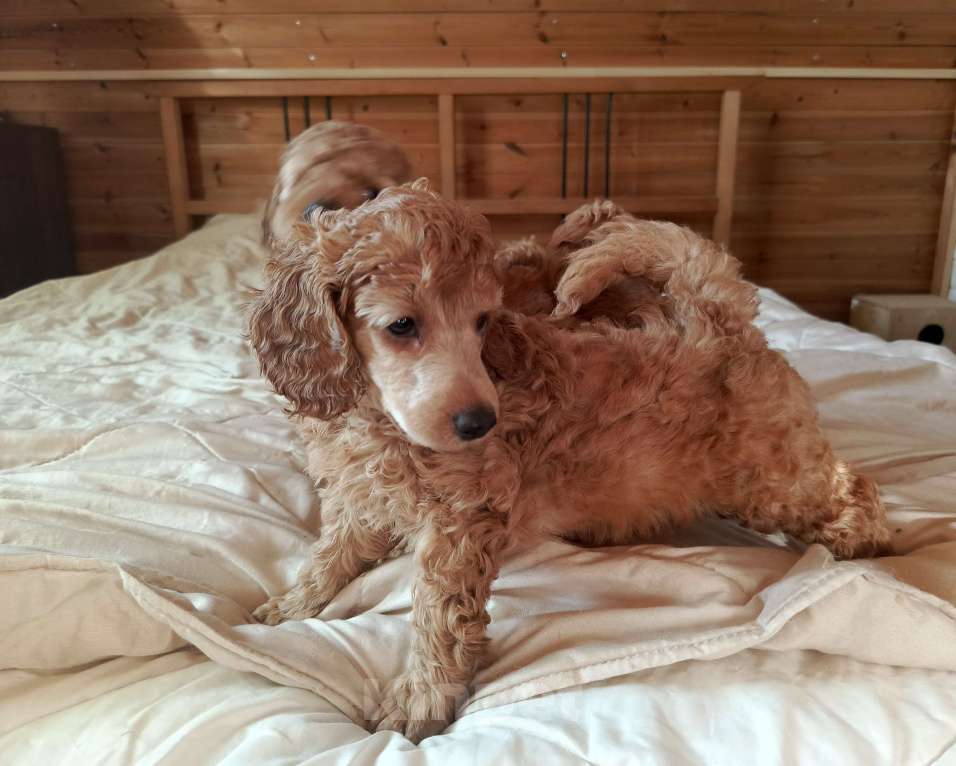 Собаки в Москве: Средний пудель, щенки Разнополые, Бесплатно - фото 3