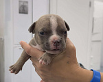 Собаки в Санкт-Петербурге: Американский булли Мальчик, 80 000 руб. - фото 2