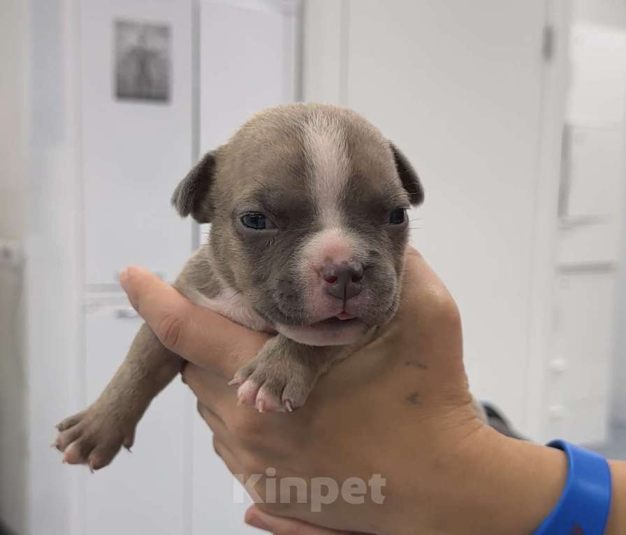 Собаки в Санкт-Петербурге: Американский булли Мальчик, 80 000 руб. - фото 2