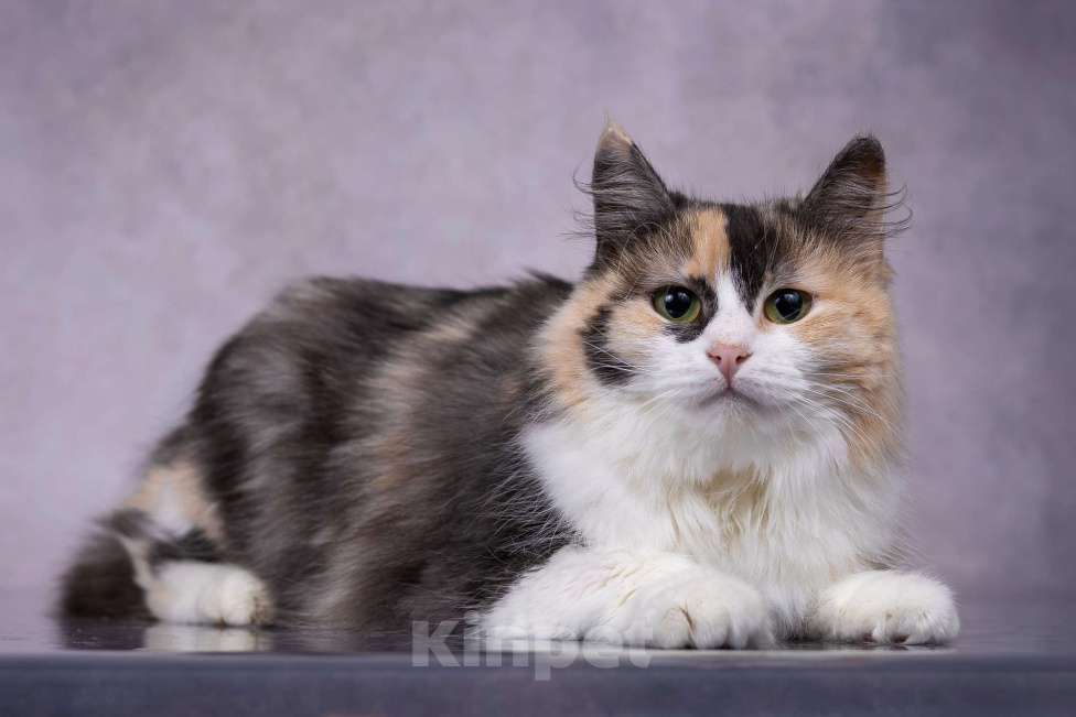 Кошки в Москве: Мотли в добрые руки  Девочка, Бесплатно - фото 6