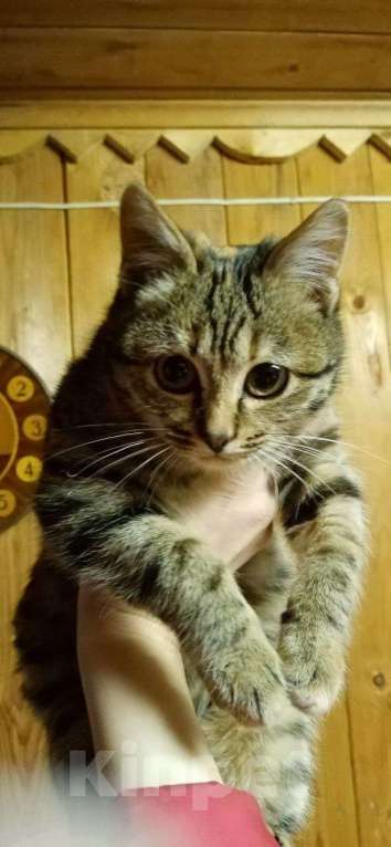Кошки в Москве: котенок Герда ищет дом Девочка, Бесплатно - фото 4