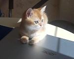Кошки в Можайске: Продажа котят Девочка, 25 000 руб. - фото 2
