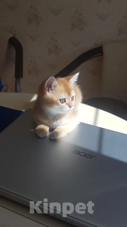 Кошки в Можайске: Продажа котят Девочка, 25 000 руб. - фото 2