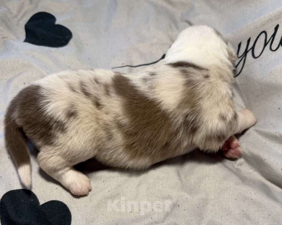 Собаки в других городах Новосибирской области: Щенки австралийской овчарки Мальчик, Бесплатно - фото 4