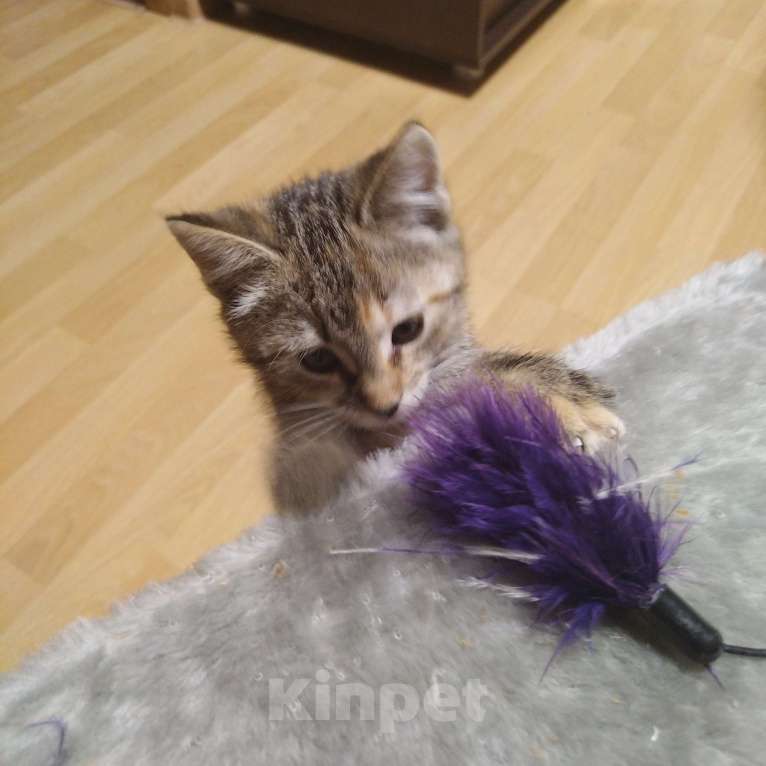 Кошки в Санкт-Петербурге: Котенок в добрые руки  Девочка, Бесплатно - фото 4