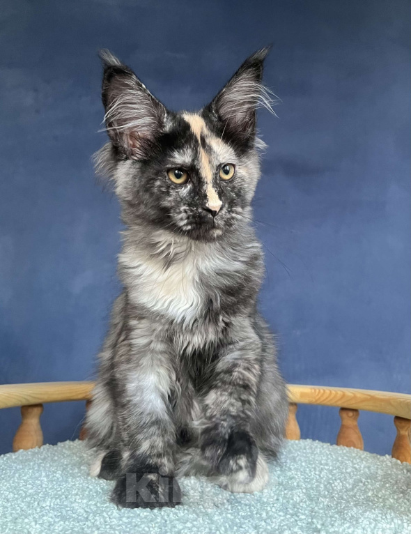 Кошки в Санкт-Петербурге: Очаровательная черепашка Девочка, 55 000 руб. - фото 8