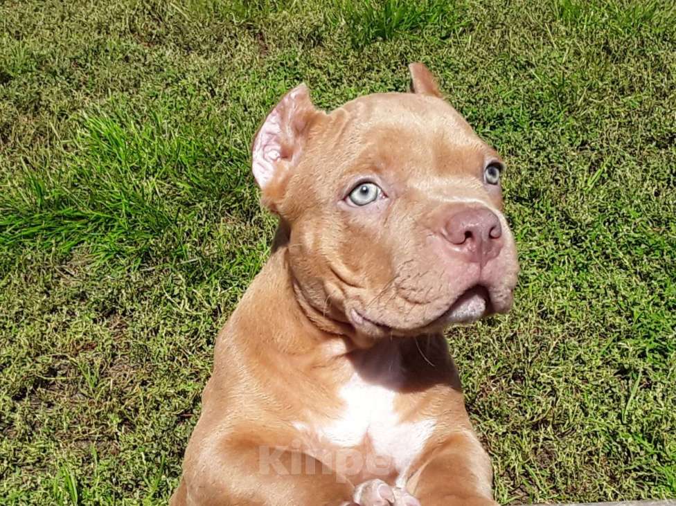 Собаки в Новосибирске: Щенок Американского булли пацан красный  Мальчик, 50 000 руб. - фото 7