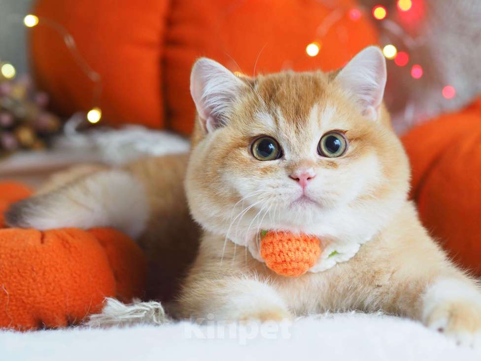 Кошки в Москве: Британский котёнок Джиган Мальчик, 120 000 руб. - фото 10