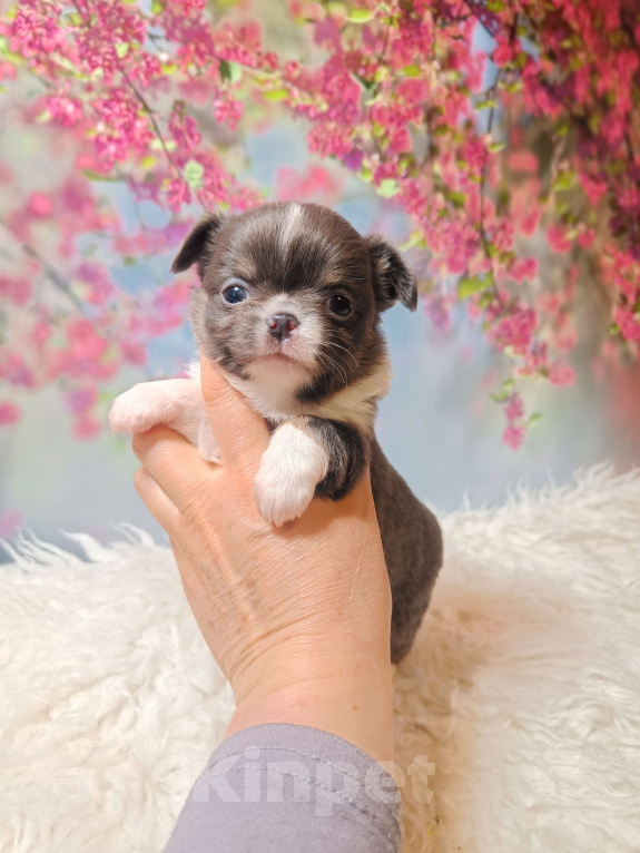 Собаки в Москве: Голубая расписная красотка Девочка, 100 000 руб. - фото 6