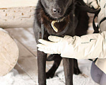 Собаки в Москве: Черный щенок Асти в дар Девочка, Бесплатно - фото 9