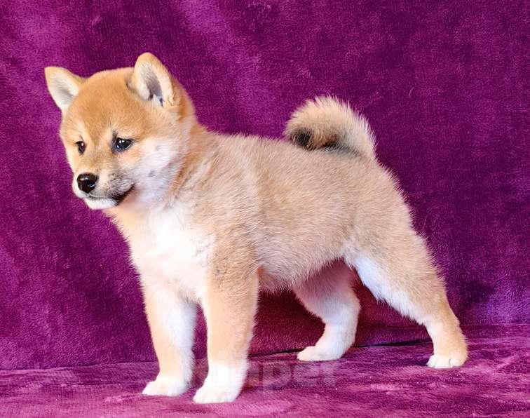 Собаки в Москве: Сиба ину. Девочка - 2 мес. Девочка, 60 000 руб. - фото 2