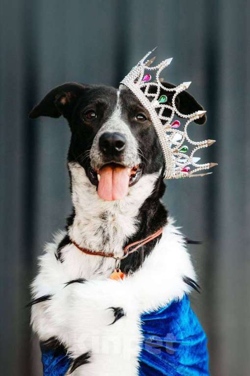 Собаки в других городах Московской области: Очень хороший мальчик в дар Мальчик, Бесплатно - фото 3