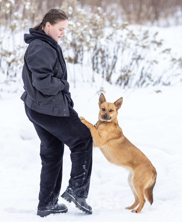 Собаки в Москве: Рыжая Фокси ищет дом Девочка, Бесплатно - фото 4