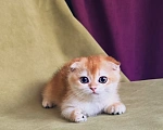 Кошки в Сочи: Шотландская кошечка Девочка, 35 000 руб. - фото 2